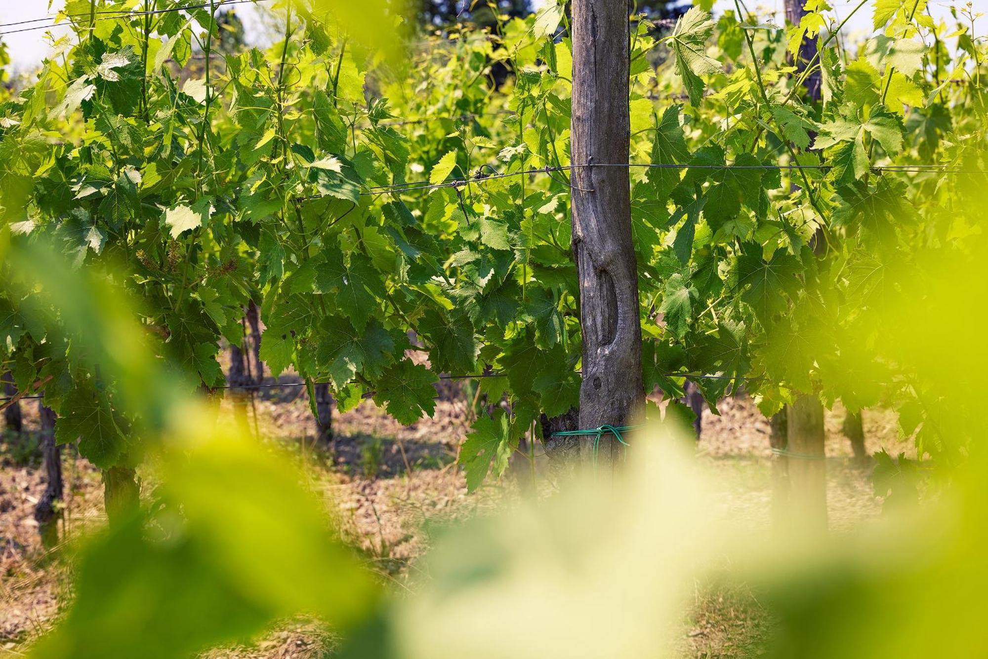 Tenuta Il Poggetto Radda in Chianti Luaran gambar